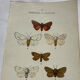 Gravure naturaliste  Papillon 19eme affiche botanique originale 1800