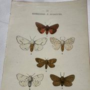 Naturalist engraving Butterfly 19th-century original botanical poster 1800