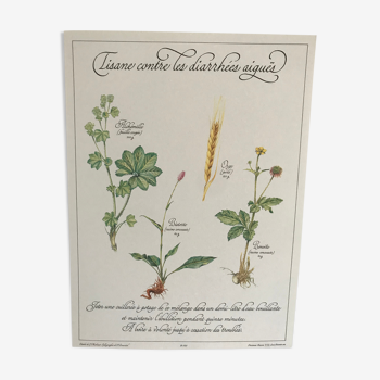 Planche botanique vintage