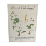 Vintage botanical plank