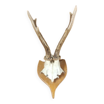 Vintage deer hunting trophy massacre on light varnished wooden shield