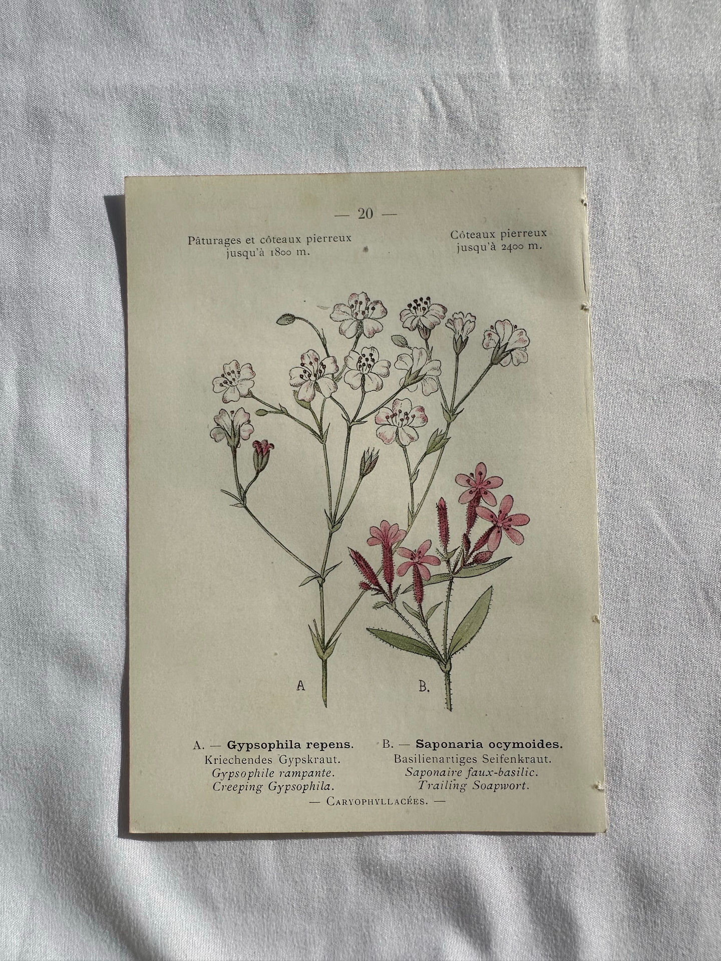Naturalist Plate – 19th Century Botanical Engraving, Double-Sided
