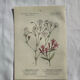 Naturalist Plate – 19th Century Botanical Engraving, Double-Sided