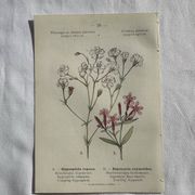 Planche Naturaliste – Gravure botanique ancienne 19eme  recto verso