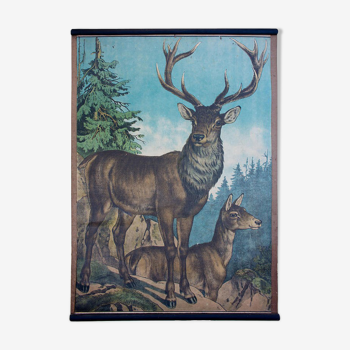 Poster "Deer" educational rack 1891