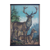 Poster "Deer" educational rack 1891