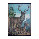 Affiche "Cerf" grille éducatif 1891