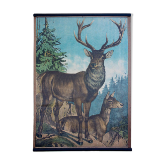 Poster "Deer" educational rack 1891