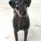 John Beswick porcelain dog