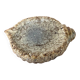 Shell-shaped ceramic glazed catchall