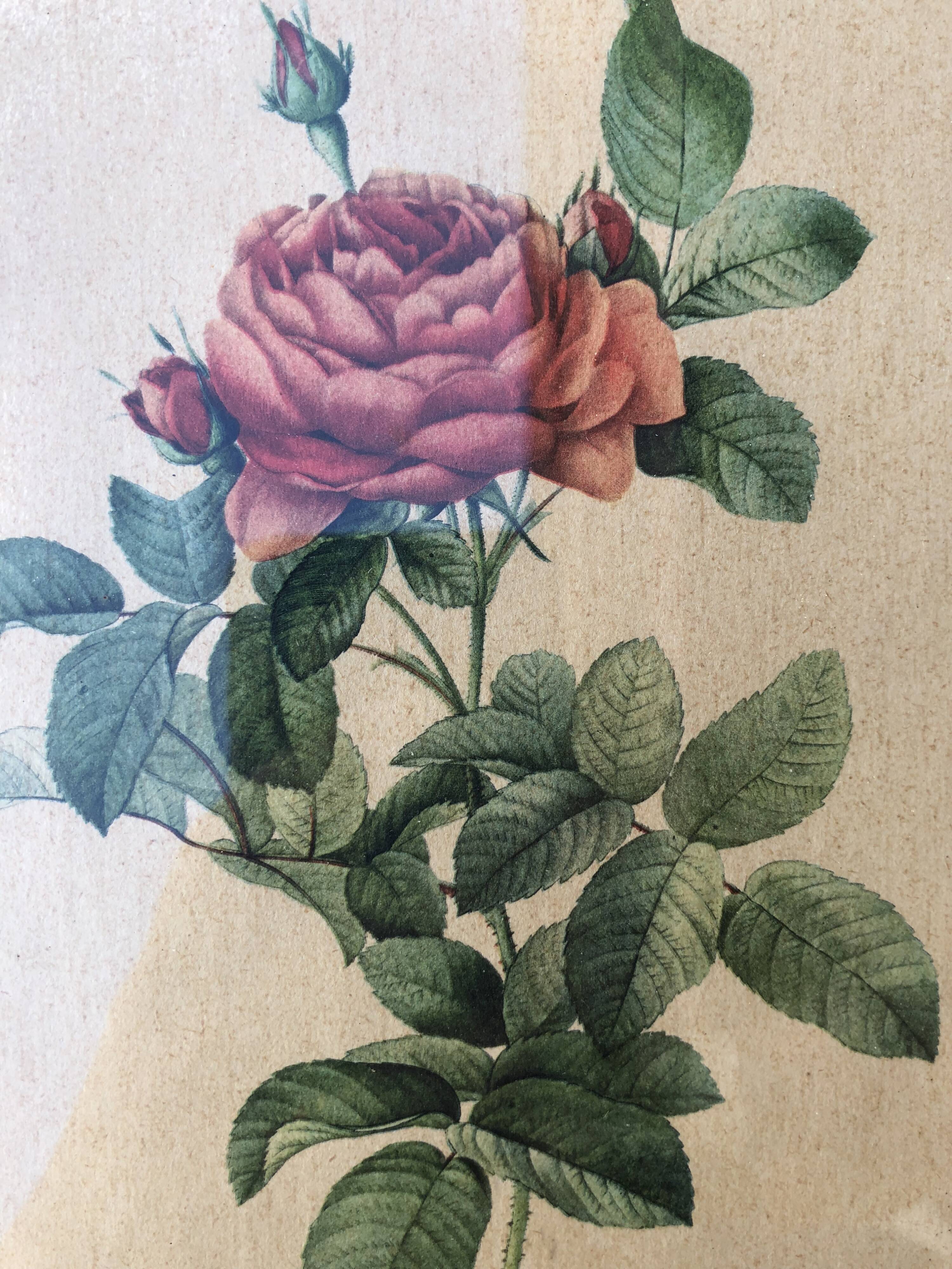 Lithograph PJ Redouté