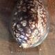 Lot of 8 old collectible shells - cabinet of curiosity