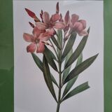 Oleander botanical board