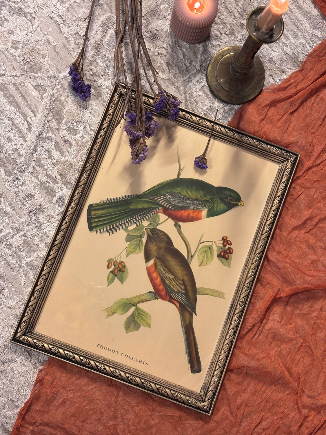 Lithographie d’oiseau