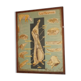 Jacques Lanore's pedagogical poster - Le Mouton