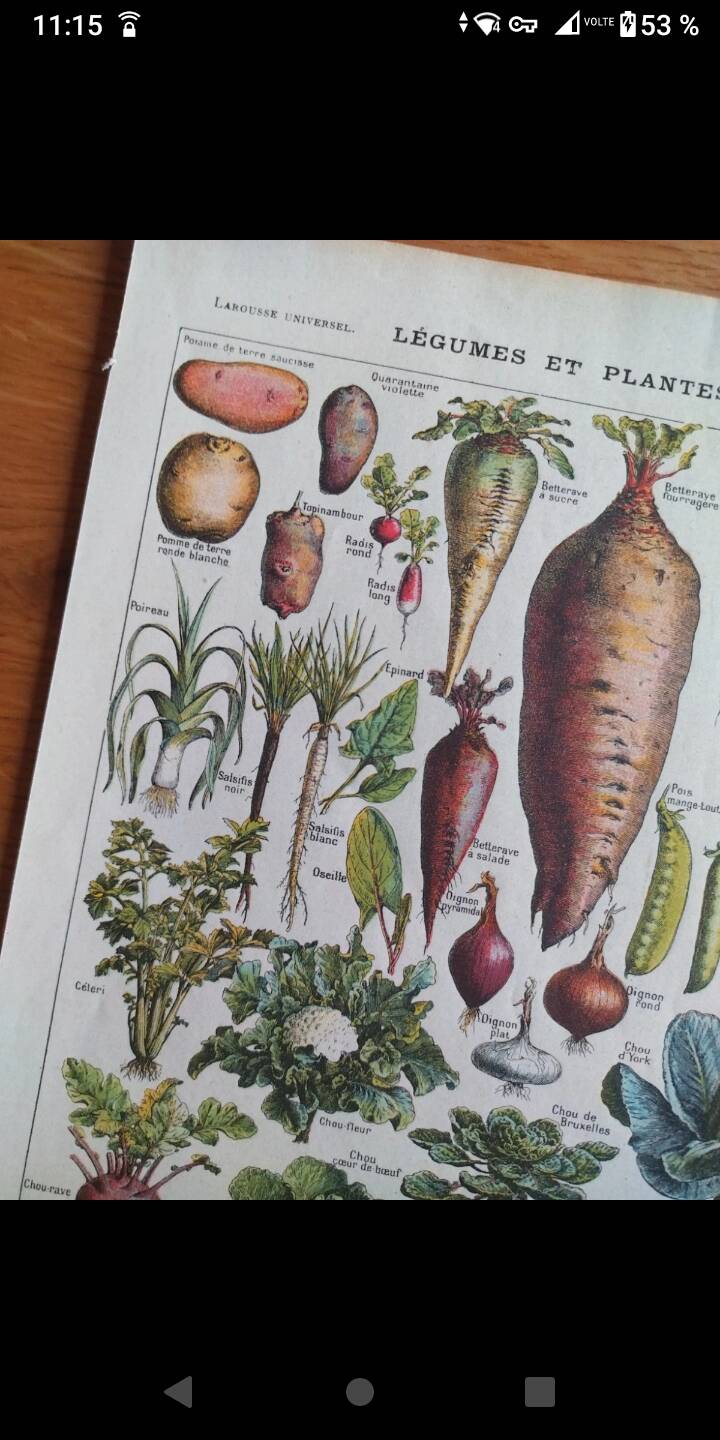 Botanical plate lithograph vegetable garden Larousse encyclopedia 20th century