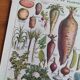 Botanical plate lithograph vegetable garden Larousse encyclopedia 20th century
