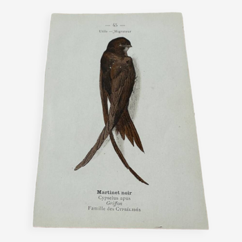 Naturalist engraving old botanical plate 1908 birds