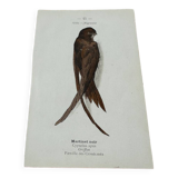 Naturalist engraving old botanical plate 1908 birds