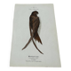 Naturalist engraving old botanical plate 1908 birds