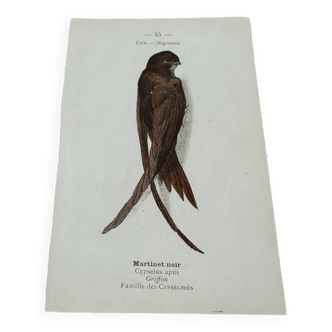Gravure naturaliste planche botanique ancienne 1908 oiseaux