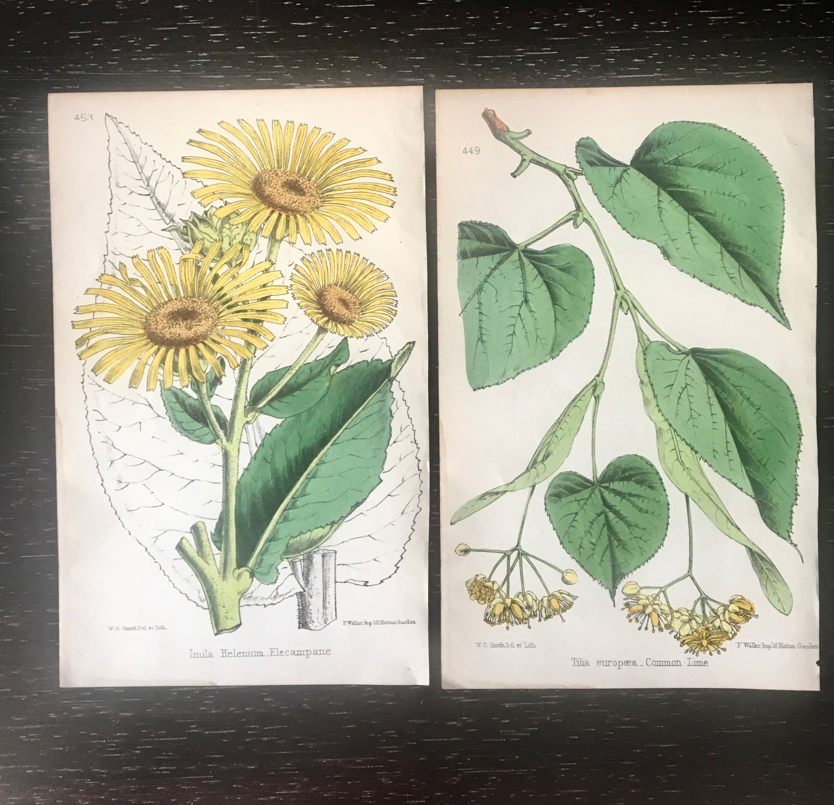 English botanical board duo, Ed 1878