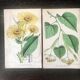 English botanical board duo, Ed 1878