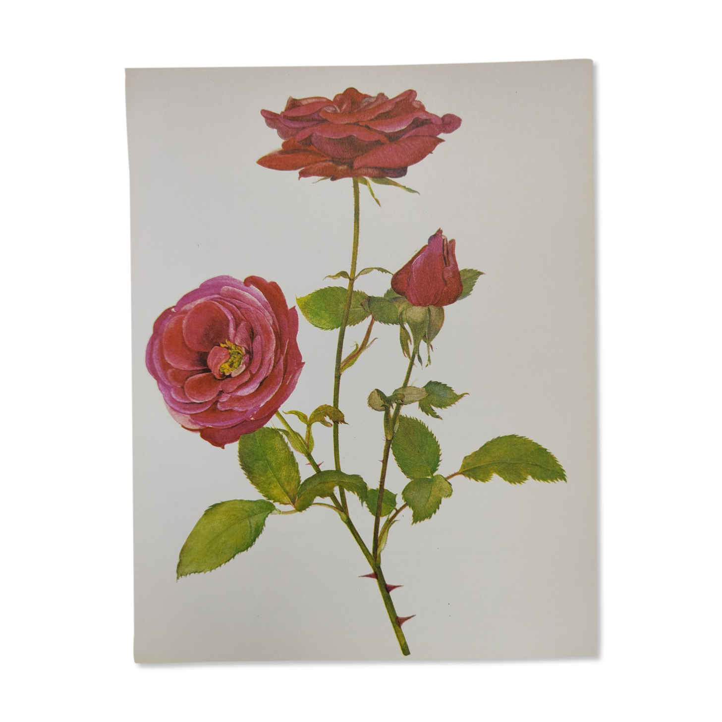 Illustration botanique de rose