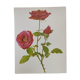 Illustration botanique de rose