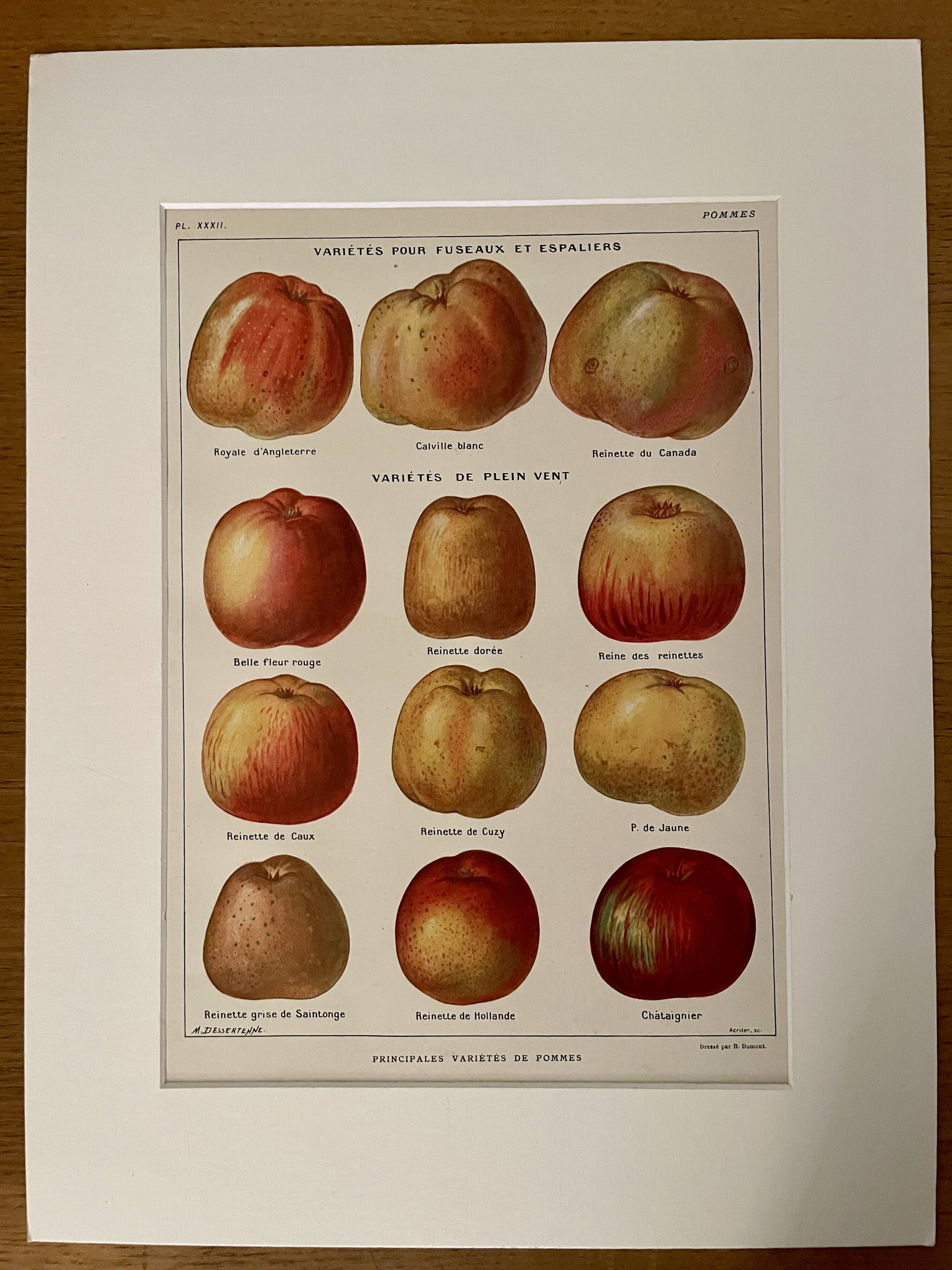 Lithograph on apples - 1920