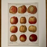Lithograph on apples - 1920