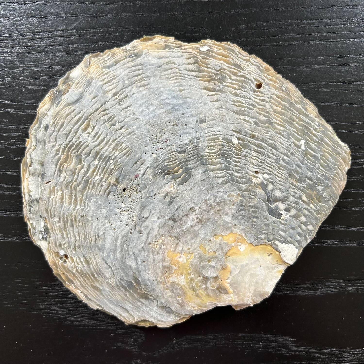 Mother-of-pearl shell pocket