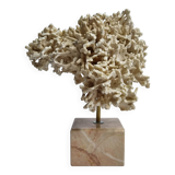 Antique White Coral on Marble Base, Height 20 cm