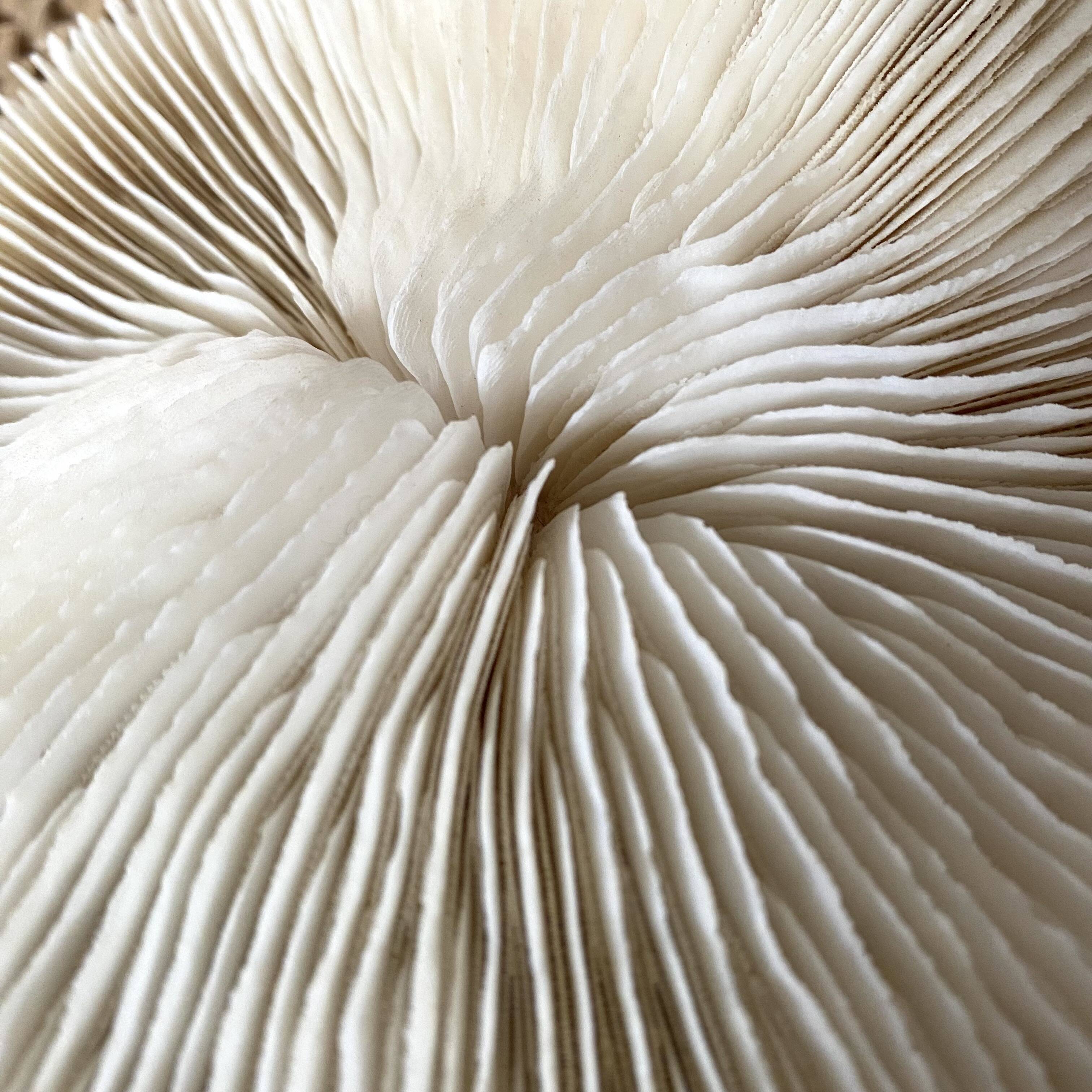 White Coral Fungia 70s