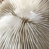 White Coral Fungia 70s