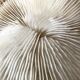 White Coral Fungia 70s