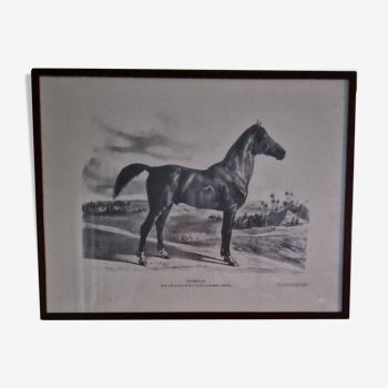 Purebred Arabian horse drawing