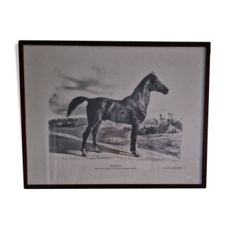 Purebred Arabian horse drawing