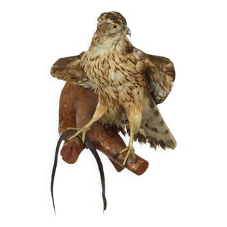 Young Hawk with Snake Mounted Bird Taxidermy Bird of Prey