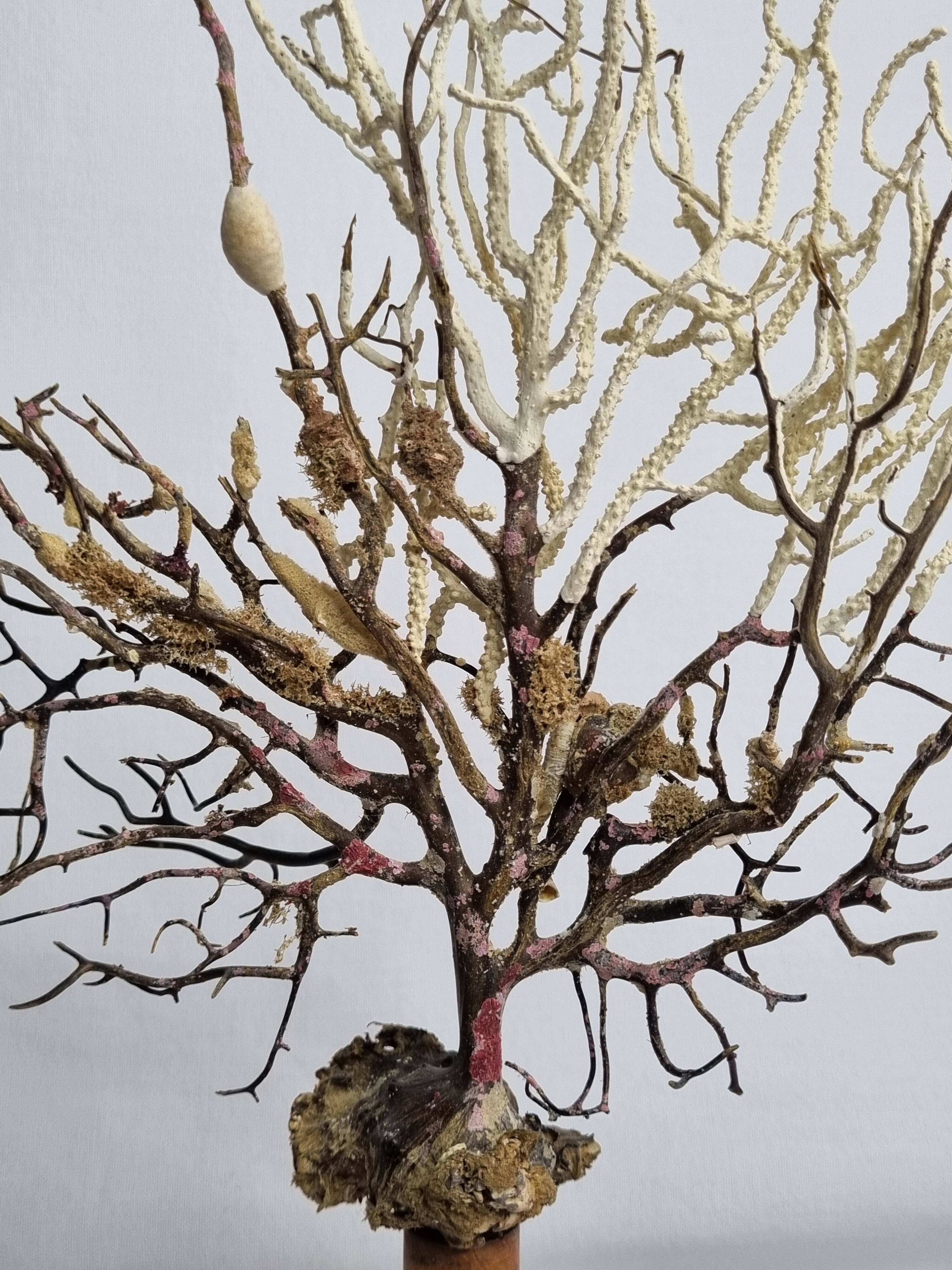 Pair of gorgonian corals, fan corals, on wooden bases, 32 cm