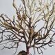 Pair of gorgonian corals, fan corals, on wooden bases, 32 cm