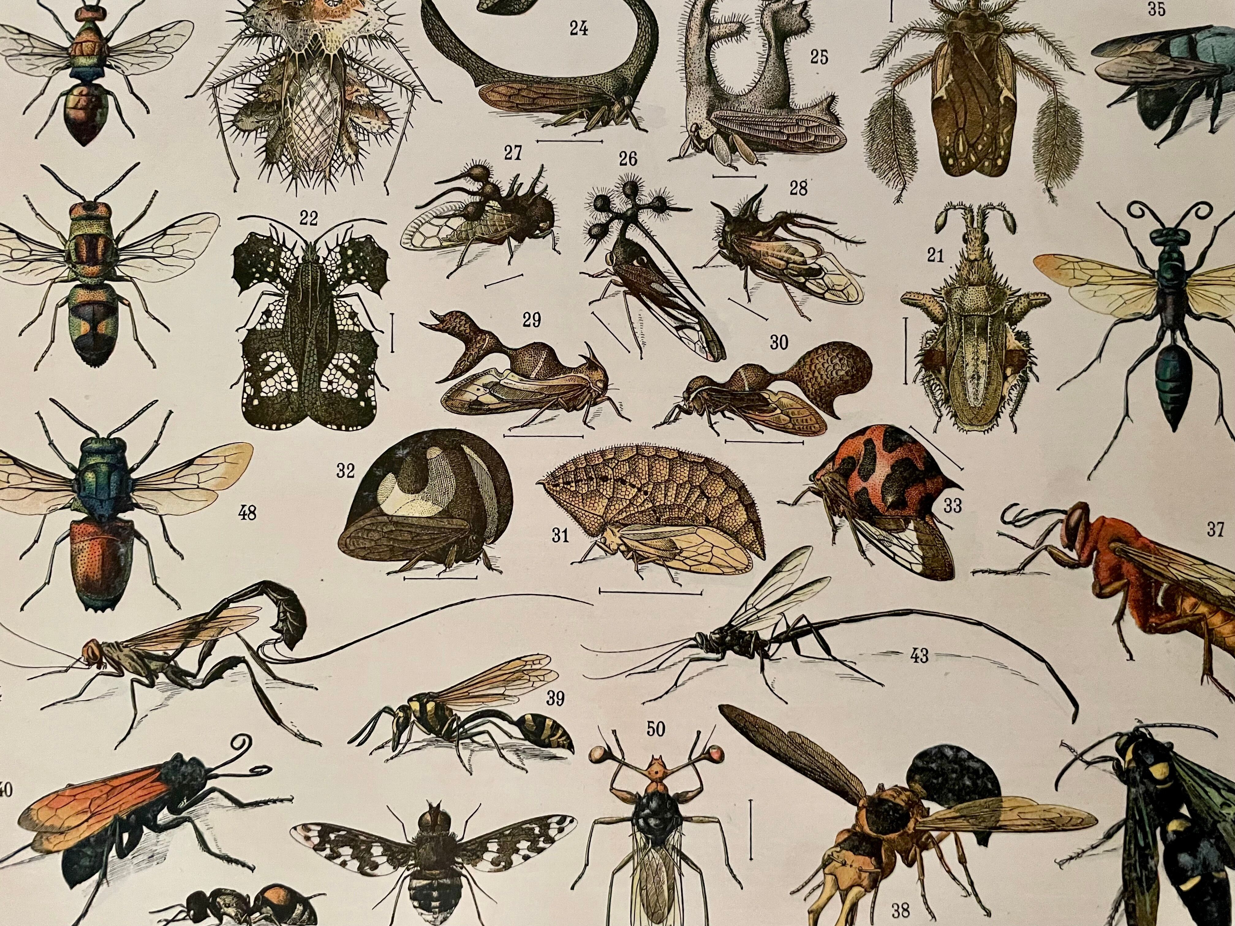 Lithographie gravure insectes de 1897 (Platypria echidna)