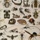Lithographie gravure insectes de 1897 (Platypria echidna)