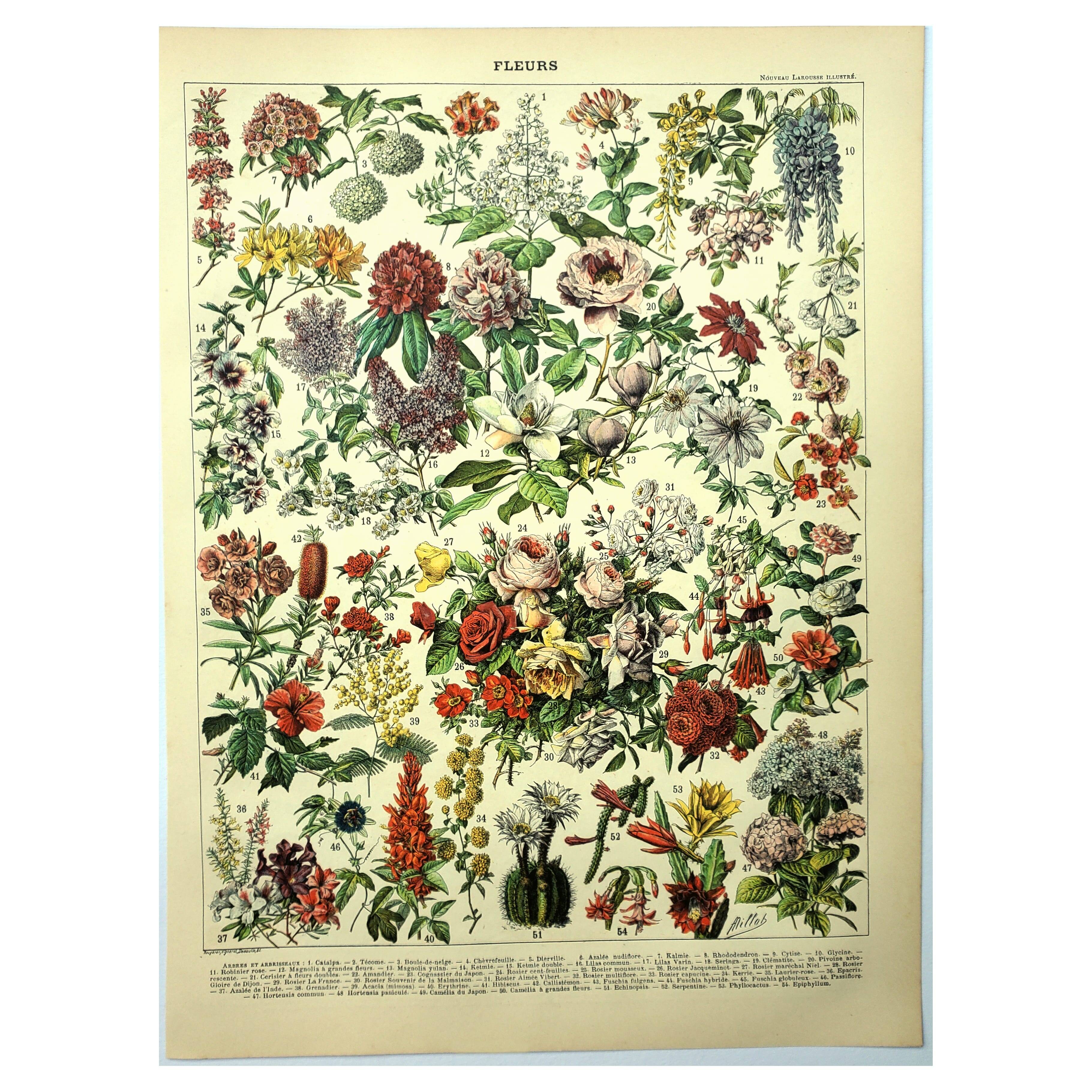 Gravure botanique 1897 - Fleurs et plantes, arbres
