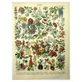 Gravure botanique 1897 - Fleurs et plantes, arbres