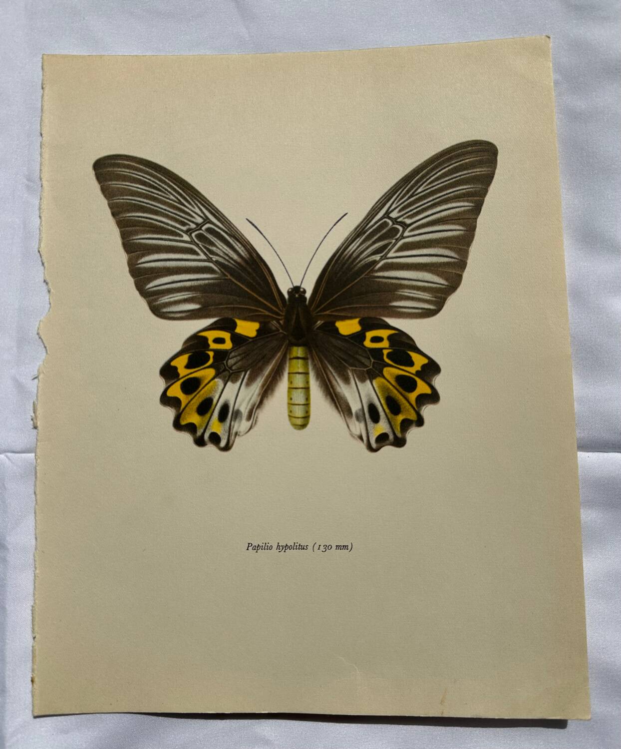 Gravure ancienne papillon planche botanique naturaliste 1900