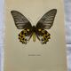 Gravure ancienne papillon planche botanique naturaliste 1900