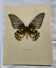 Old engraving butterfly botanical plate naturalist 1900