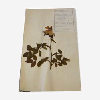 Herbier daté 1939 plante sechèe Eglantine non encadré