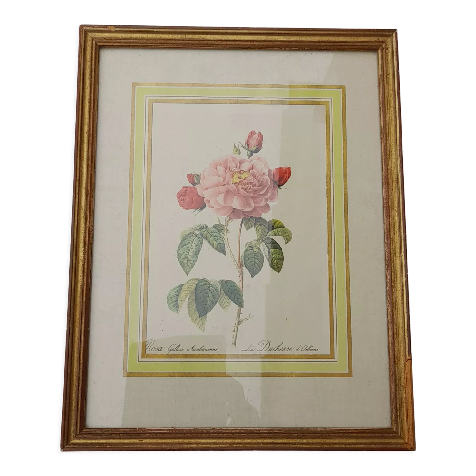 Botanical poster Rosa Gallica Aurelianensis The Duchess of Orleans 34 X 26,5 cm
